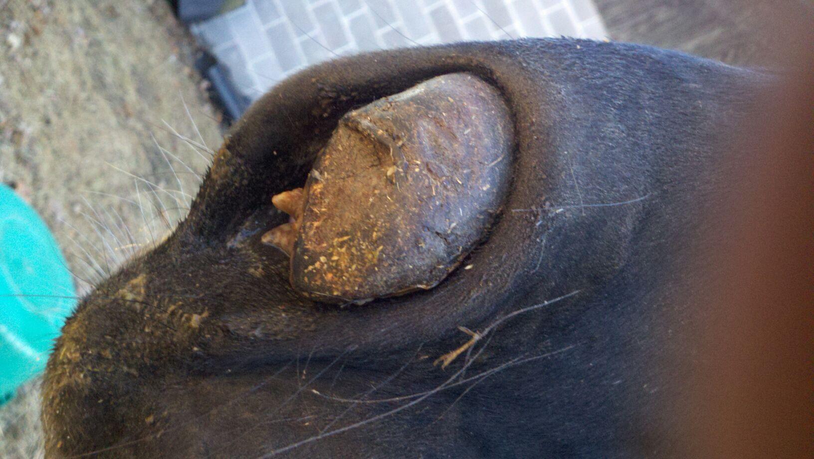 Animal rescue can't afford surgery for therapy horse with tumor